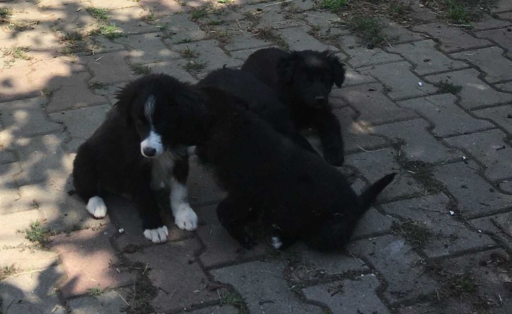 Pui de căței își caută familii adoptive!