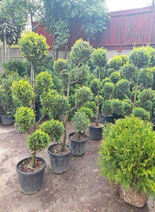 Plante Ornamentale de Calitate – Verifici Marfa la Descărcare