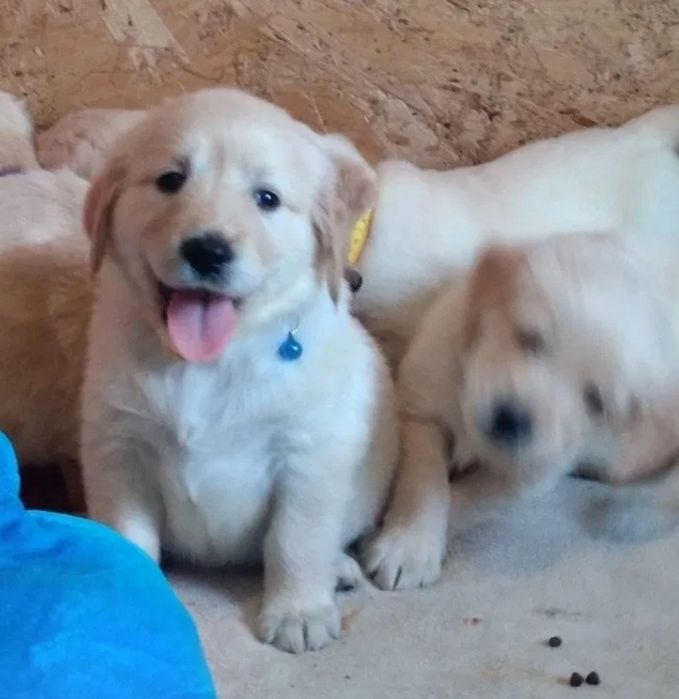 Голдън ретривър чистокръвни мъжки и женски