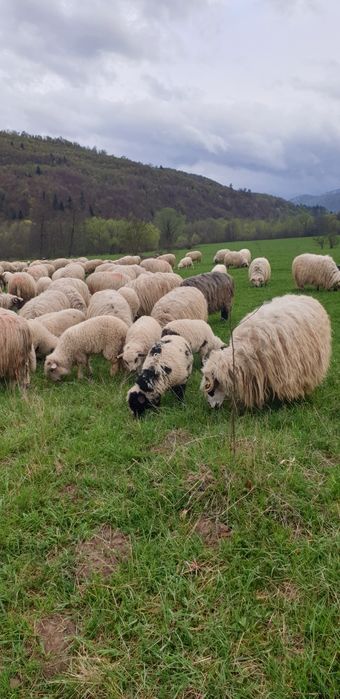 Vand 250 oi turcane  tinere cu miei