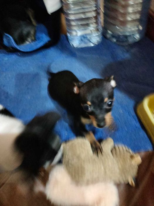 Продам щенков Чехуахуа