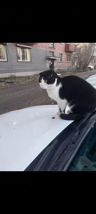 Помогите найти любимца