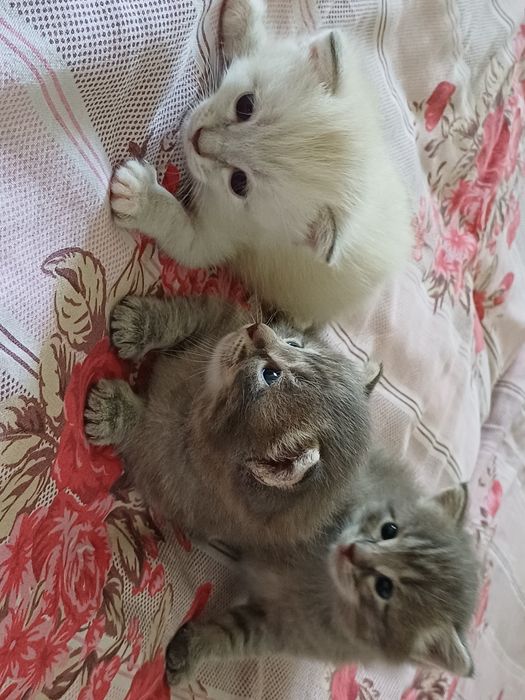 Продаются котята