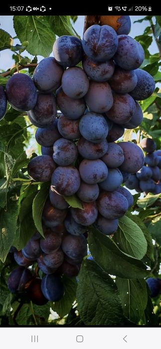 Prune coapte pentru țuică – direct de la producător