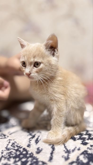 Котенок отдадим в добрые руки