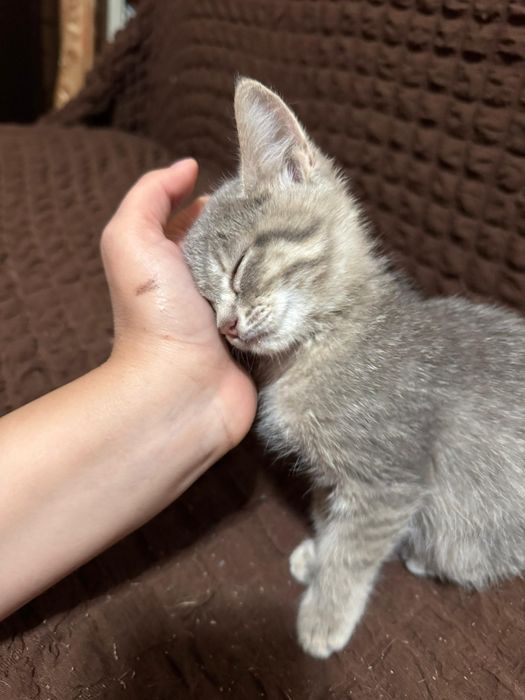 Ласковая кошечка ищет семью