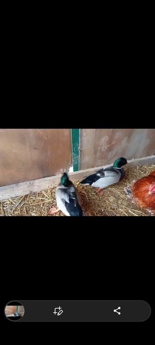 Rate pitici olandeze