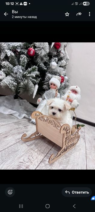 Милая мальтийская балонка