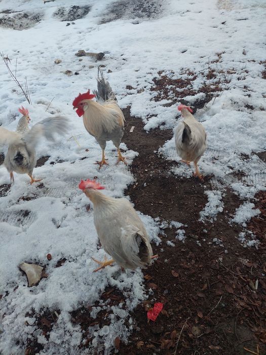 Инкубаторный яйцо Изабелла