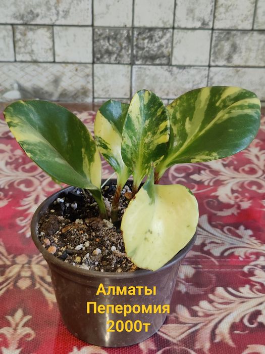 Продам Хобби для души