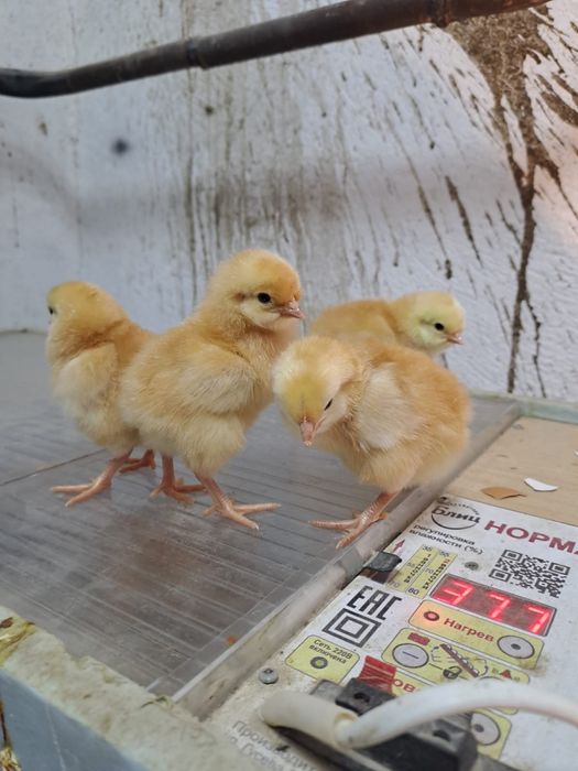 Ломанбраун балапаны сатылады