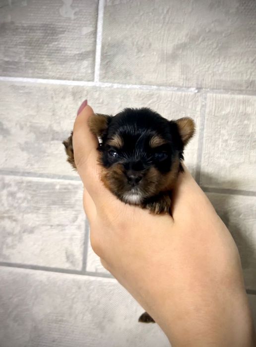 Йоркширские терьеры мальчики мини