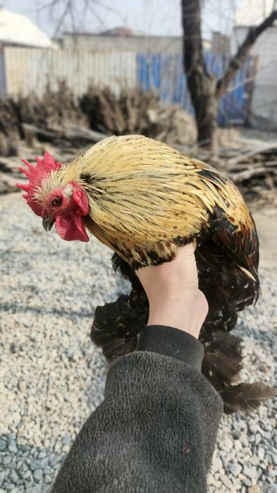 Sotiladi kami bor. Sogʻlom olganimdan beri hali kasal boʻlgani yoʻq