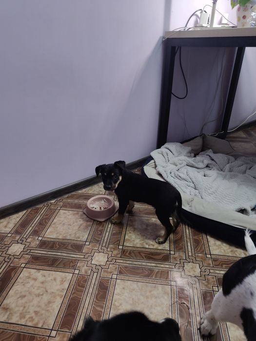 Щенок в ответственные руки