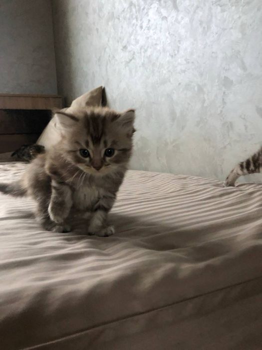 продается дом. животное котеныши