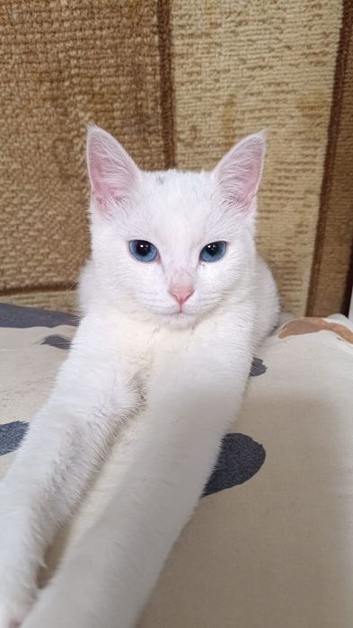 Белая девочка кошечка