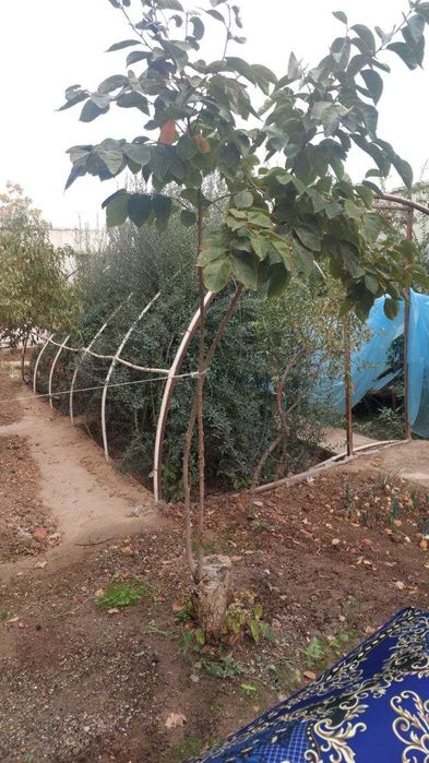 Термиз шаҳар Совхозныйда уй сотилади