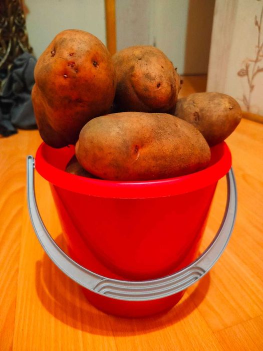 Картофель дачный