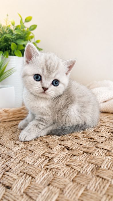 Мраморный котенок
