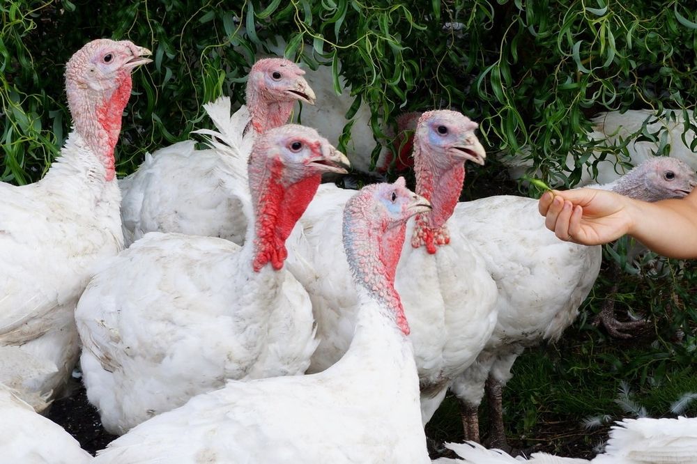 Продам индюков возраст 4 месяца