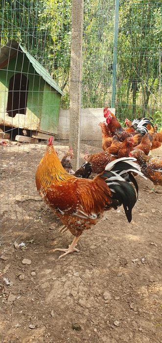 Ouă pentru incubat Pita Pinte Porțelan