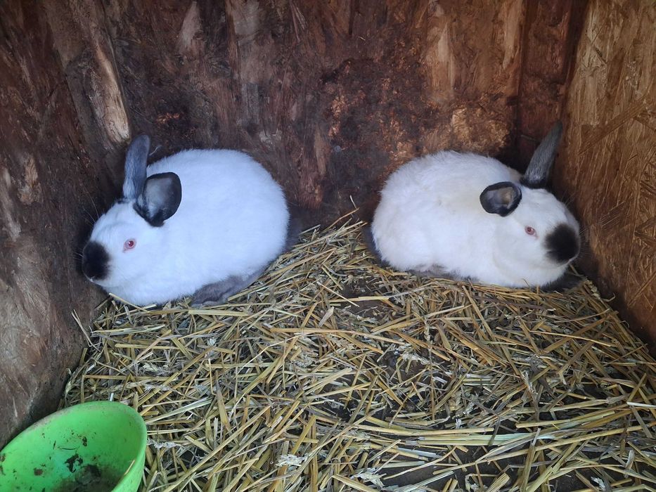 Californian pui si maturi