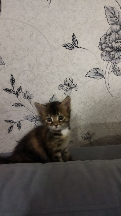 Отдам котенка  в хорошие руки.