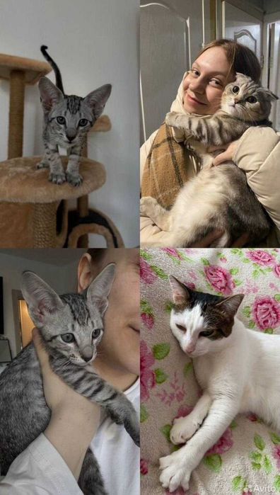 Передержка, зооняня для домашних животных