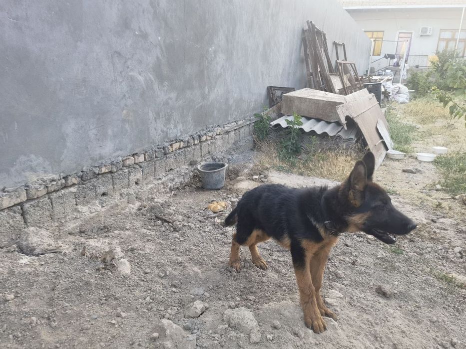 Немецкая овчарка