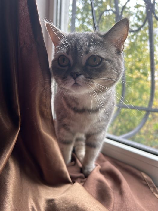 Британская кошечка