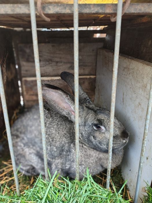 Vând iepure uriaș german