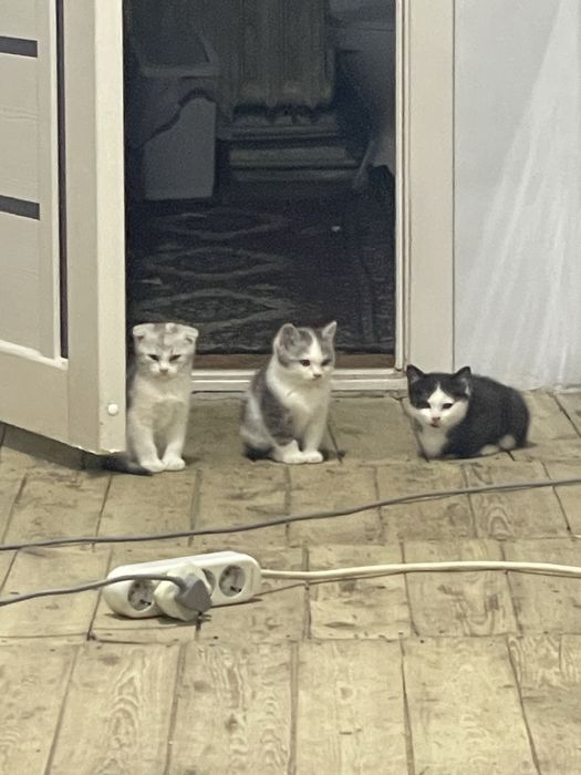 Продаю шотландских котят