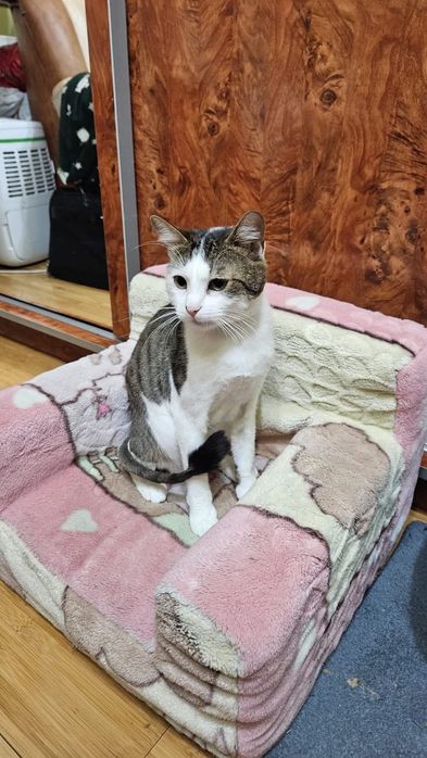 Motan 1 an de adoptat