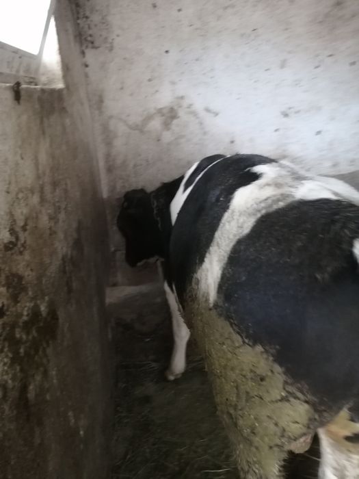 Vand doi viței baltati