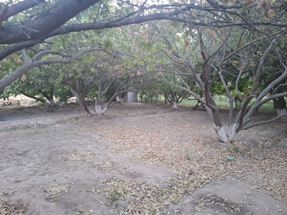 12 sotx uchaska+bogʻ sotiladi