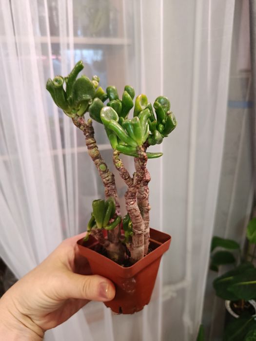 Продам комнатные цветы