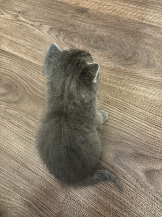 Котенок , очень маленький