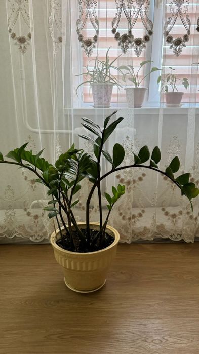 Продается цветок “ долларовый”