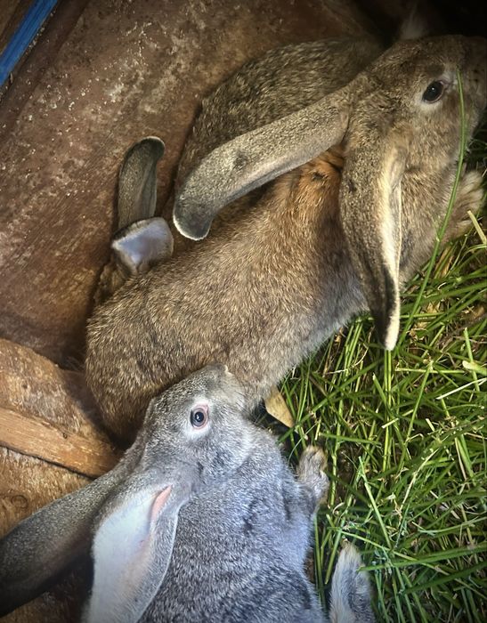 Vand iepuri și carcasă