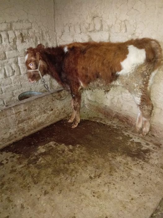 Өгізге сатыладыы