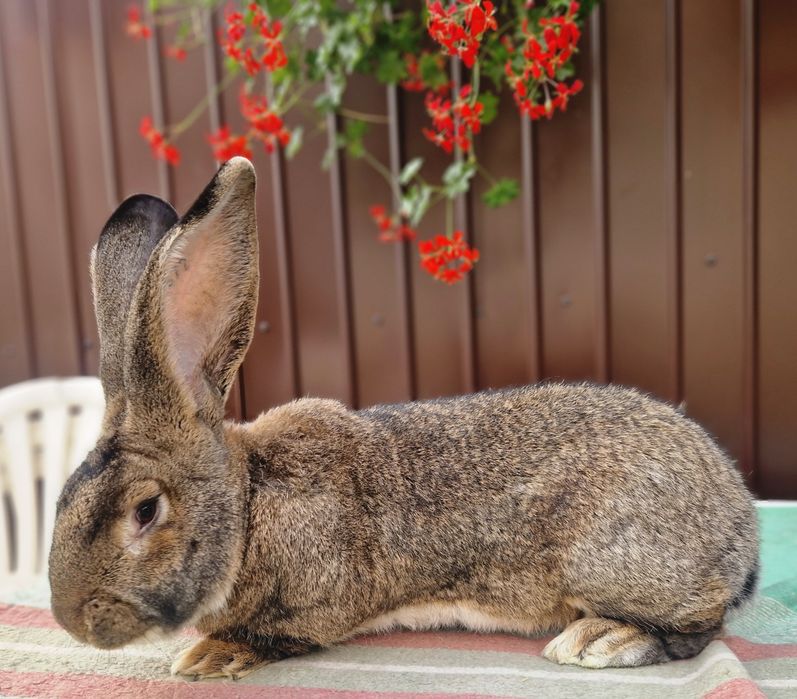 Iepuri uriasi gri german