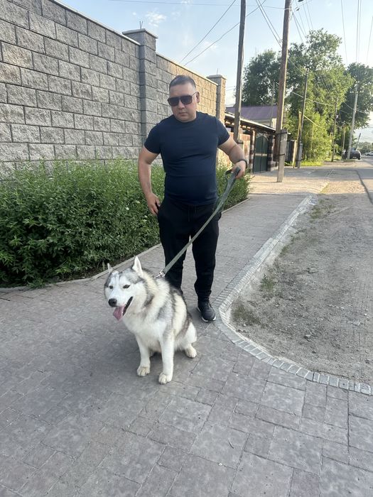 Продам хаски, мальчик