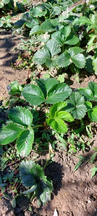 Vand stoloni capsuni Clery si Premial