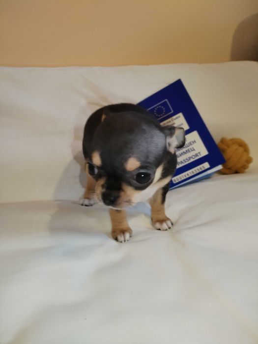 Кученцата Чихуахуа