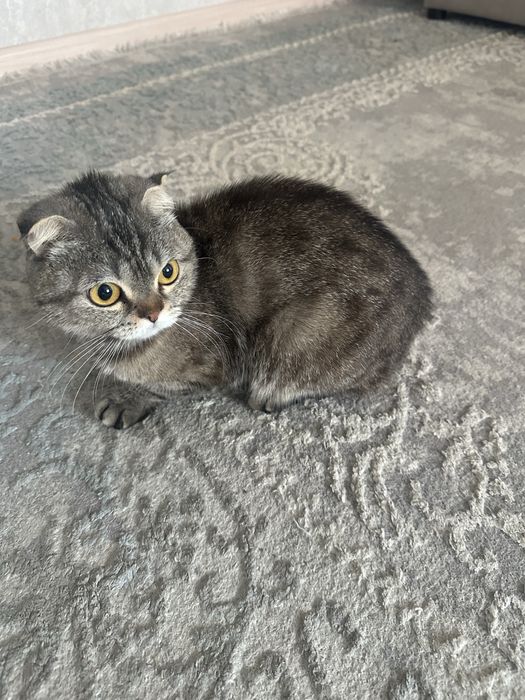 Отдам кошку в добрые руки