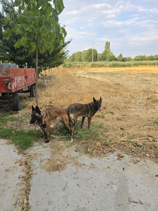 Белгийски овчарки-Малиноа