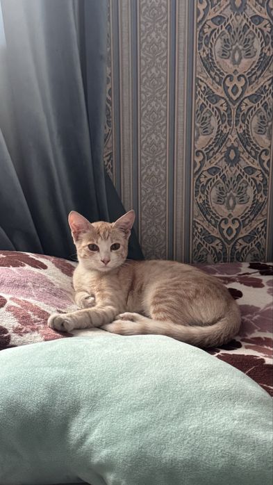 Отдам котенка  в добрые руки