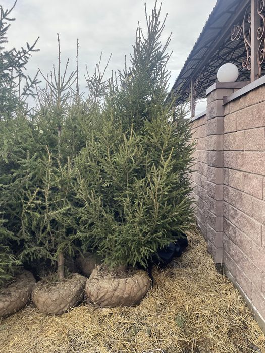 Ели сибирские 2.5-5 метров