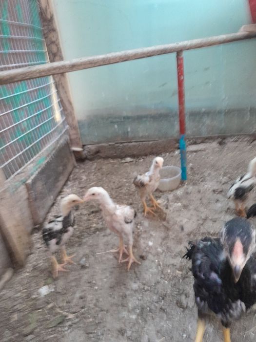 Жожалар сотилади