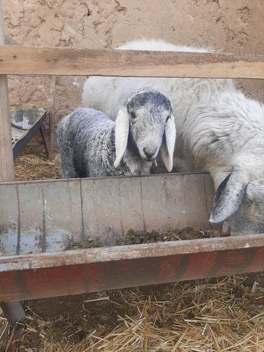 Ko'k ona bola Qirg'iziston qo'ylari